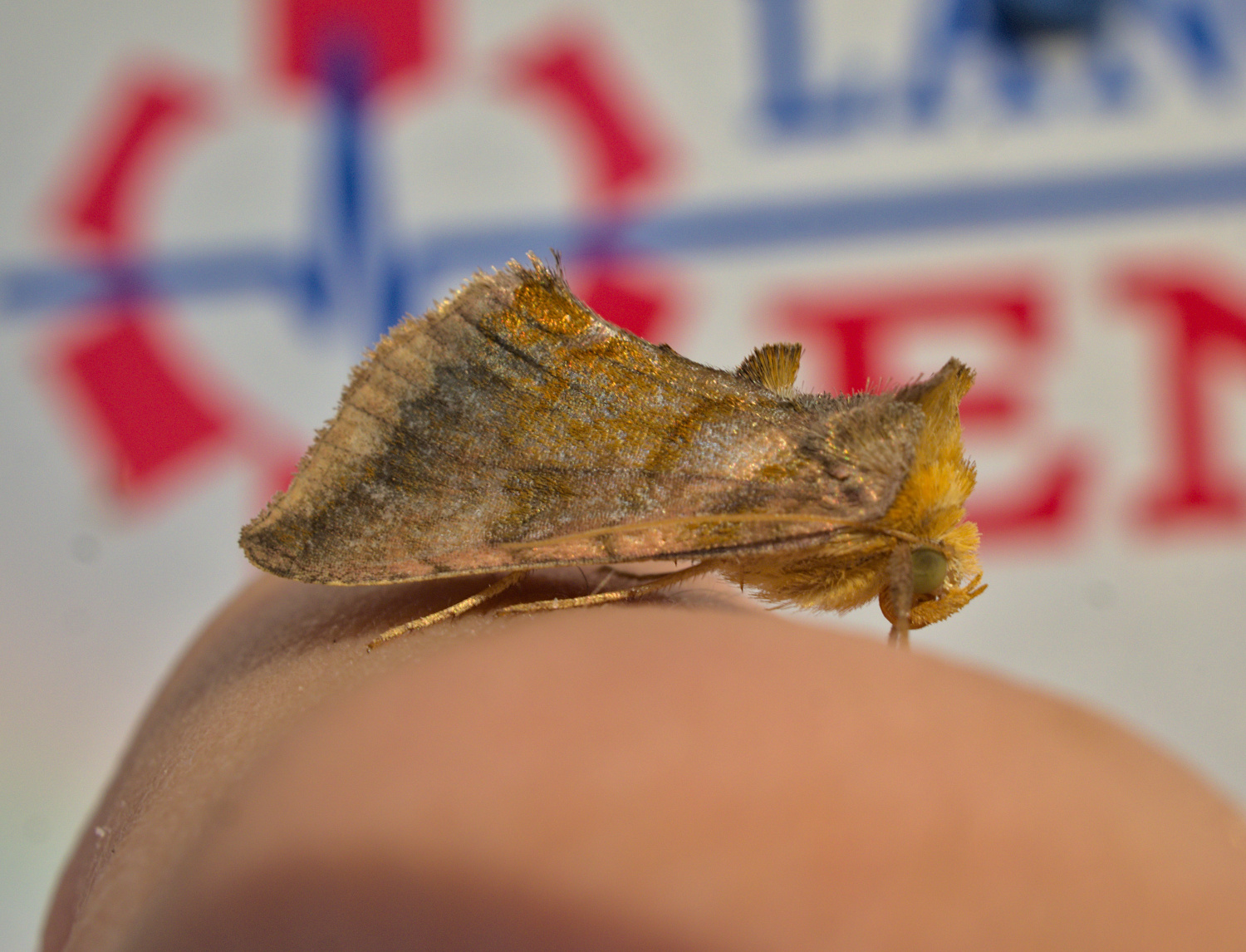 A decent 6-1 find_20210723.jpg